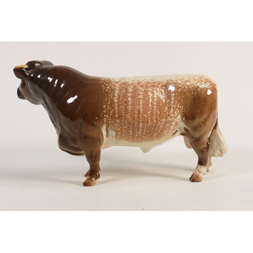 158 - Beswick Dairy Shorthorn bull 1504.