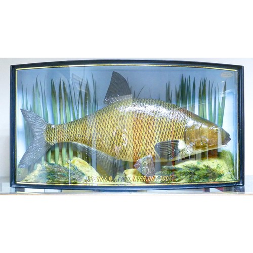 1512 - Cased taxidermy Bream fish, in bow fronted case inscribed Bream 6lbs from River Ant 2003, case size ... 