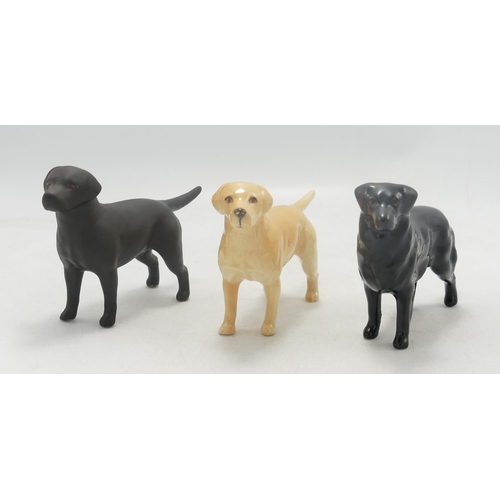 128 - Beswick Black Retriever 1855 & Labrador 1956 in gloss golden brown & matt black(3)