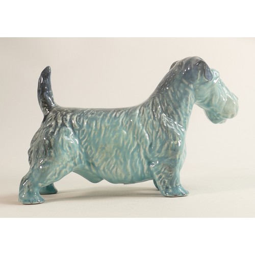 588 - Beswick blue gloss model of a Sealyham terrier 302.