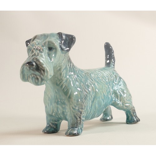 588 - Beswick blue gloss model of a Sealyham terrier 302.