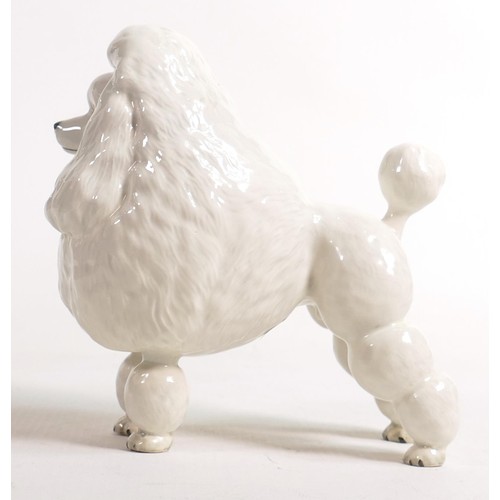 596 - Beswick model of a white poodle 2108, Ivanola Gold Digger, h.15cm.