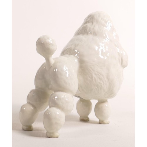 596 - Beswick model of a white poodle 2108, Ivanola Gold Digger, h.15cm.