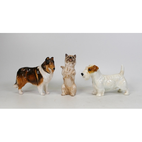 384 - Royal Doulton Character Dog Figures Sealyham CH Scotia stylist HN1032, Cairn Terrier HN2589 & Collie... 