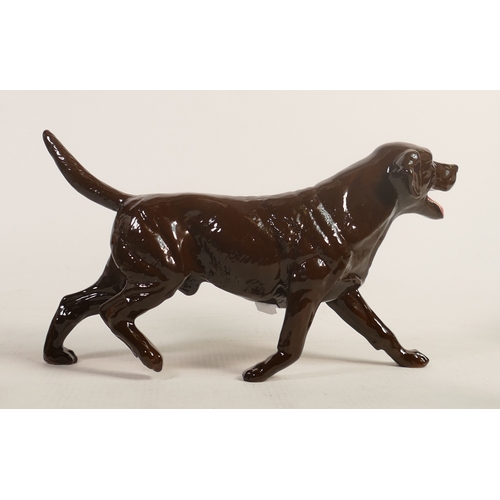 714 - Beswick walking chocolate labrador 3062B, limited edition Collectors Club Special of 93 in 1993.