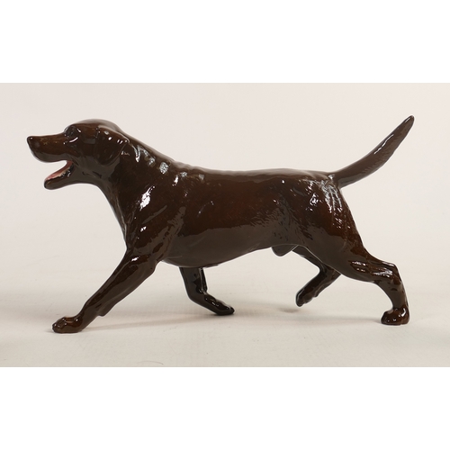 714 - Beswick walking chocolate labrador 3062B, limited edition Collectors Club Special of 93 in 1993.