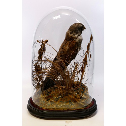 2213 - Domed antique taxidermy Kestrel, height of dome 41cm