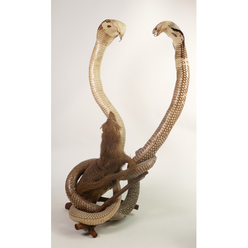 2258 - Taxidermy, a pair of Indian cobras & a mongoose, circa mid-late 20th century, a fight for survival, ... 