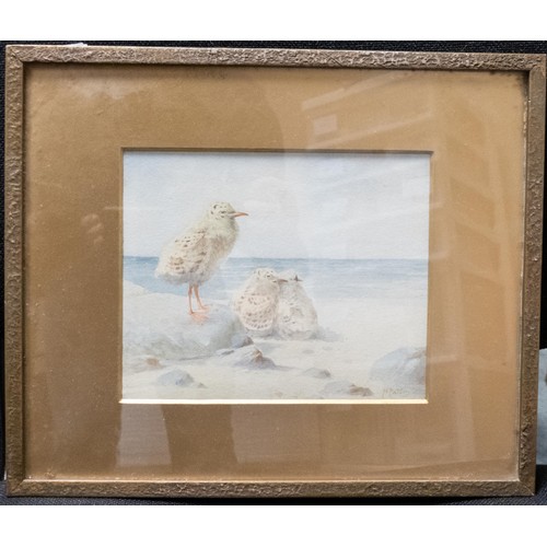 2155 - Arthur Eaton, a watercolour painting of three seagull chicks on beach, 15cm x 18.5cm in gilt frame. ... 