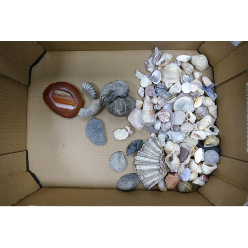 44 - A collection of natural sea shells & fossils