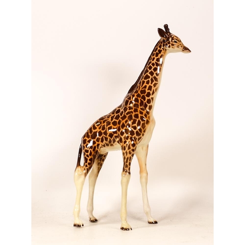 302 - Beswick Large Model of a Giraffe 1631