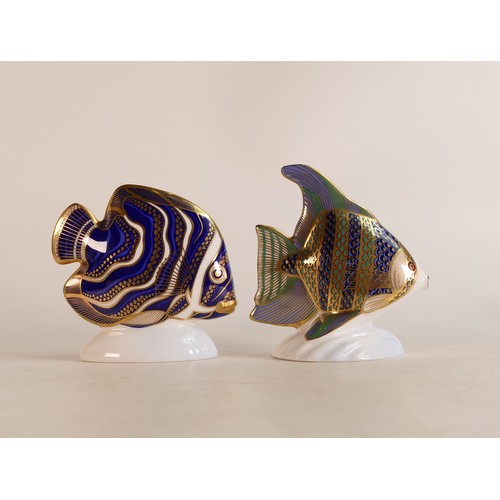 350 - Royal Crown Derby paperweights Angelfish and Korean Angelfish, gold stoppers (2)