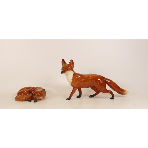 219 - Beswick large standing fox 1016a together with a curled fox 1017 (2)