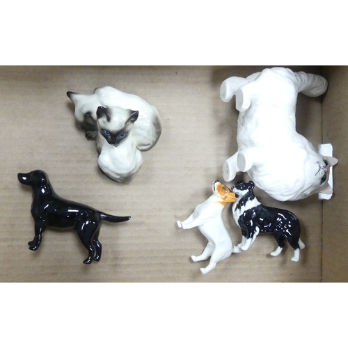 261 - Beswick Sheepdog 1854, Jack Russel 2023, Labrador 1956, Siamese Kittens 1296 and Persian Cat 1898 (5... 