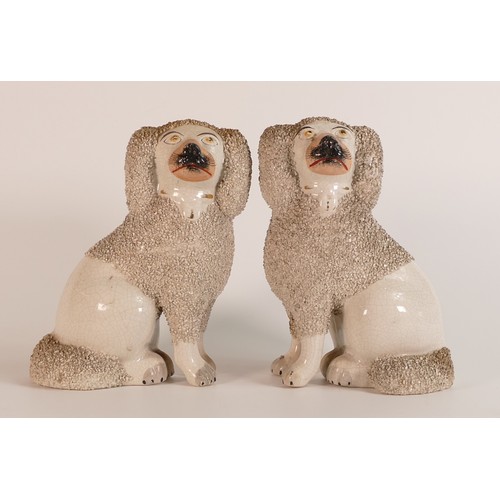 35 - A pair of late Victorian Staffordshire 'Judge's Wig' seated Poodles. a/f. Height: 18cm