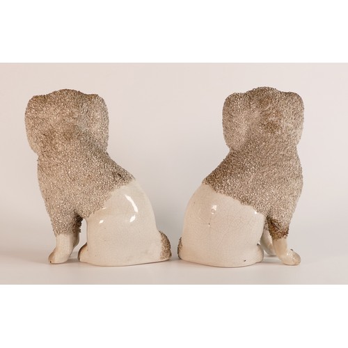 35 - A pair of late Victorian Staffordshire 'Judge's Wig' seated Poodles. a/f. Height: 18cm