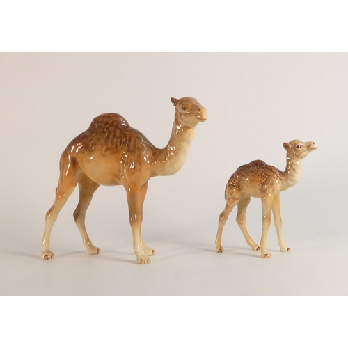 413 - Beswick Camel and foal: Models 1044 & 1043 (2)