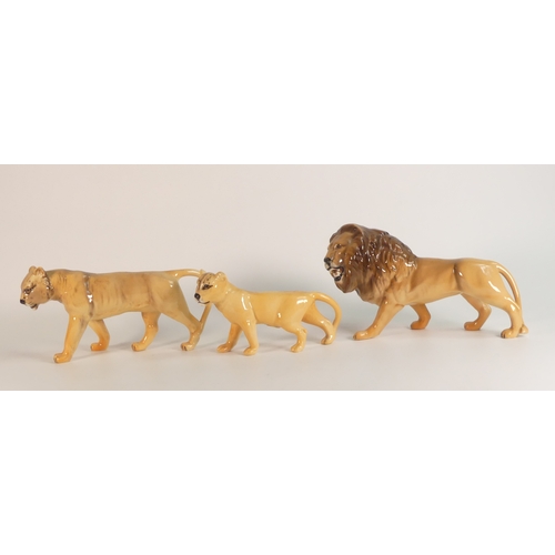 69 - Beswick Lion family comprising Lion 2089 , Lioness 2097 and cub 2098 (3)