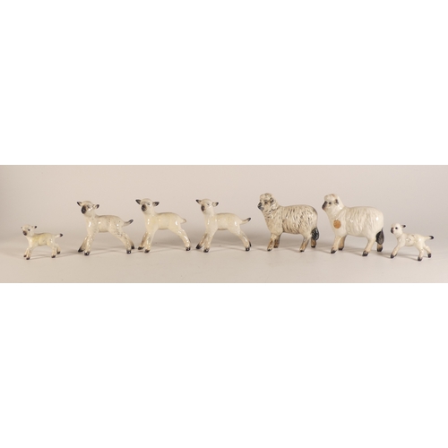 72 - Beswick sheep and lambs to include models 935, 937 (7)