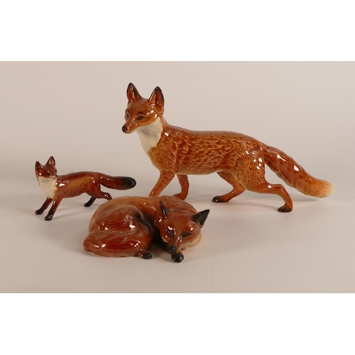 412 - Beswick large standing fox 1016a, small standing fox together with a curled fox 1017 (3)