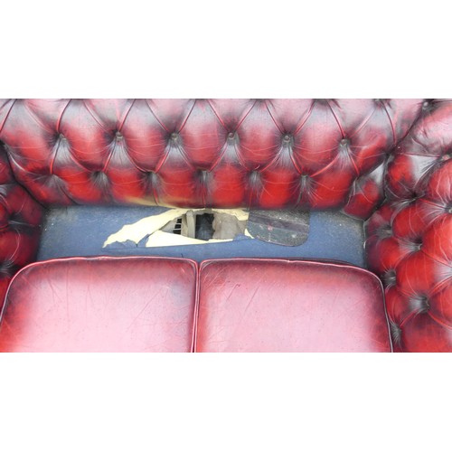 529C - Two Seater Ox-Blood Chesterfield Settee. Distressed Leather. Height: 75cm Width: approx. 160cm Depth... 