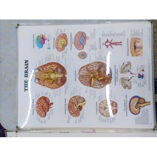 356 - Eight laminated medical wall charts (8).