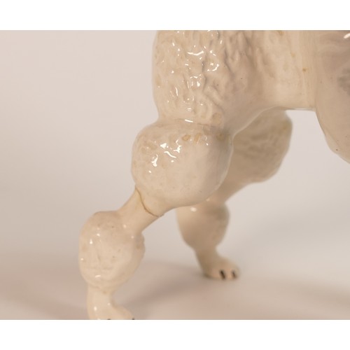 337 - Beswick white Poodle 1294 ''Ebonit Av Barbette''. a/f. (H:15cm)