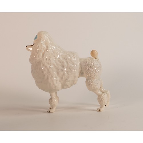 337 - Beswick white Poodle 1294 ''Ebonit Av Barbette''. a/f. (H:15cm)