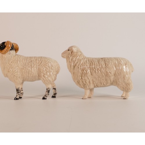 338 - Beswick Boreray Sheep 4124 together with a Cotswold sheep 4122 (H:12cm) (2)