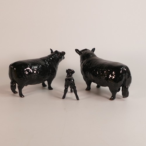 345 - Beswick Aberdeen Angus Cattle comprising: Bull, model No. 1562, Cow, model No. 1563 and Calf, model ... 