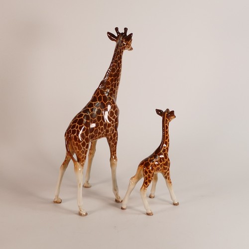 346 - Beswick large model of a Giraffe 1631 together with small Giraffe 973