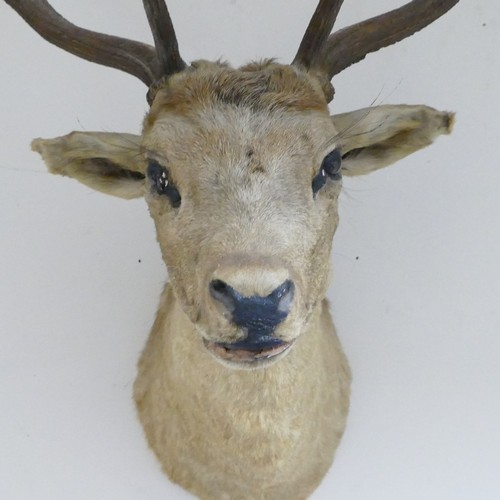 1142 - Taxidermy, Fallow Deer with shoulder mount.  Max height 83cm max.