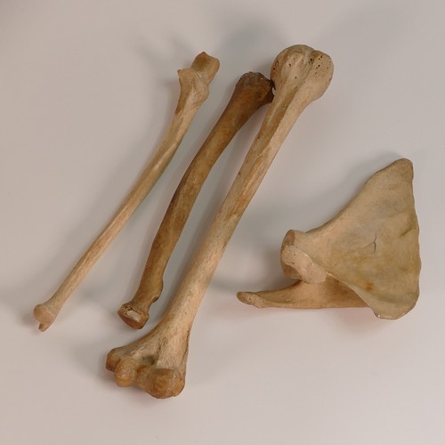 1161 - Human Anatomy - a selection of antique human bones, not a complete skeleton, some articulated. Appea... 