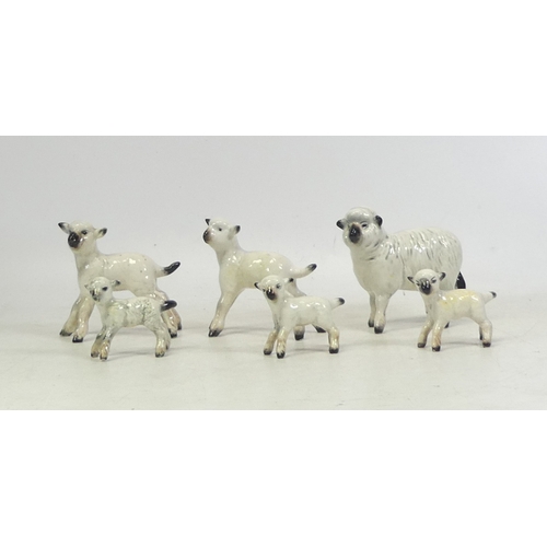 71 - Beswick, Sheep Family models (6)