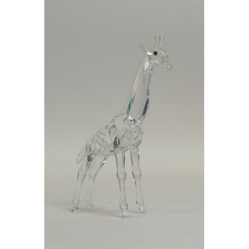 152 - Swarovski African Wildlife Baby Giraffe (236717) retired 2007 designed by Michael Stamey presented i... 