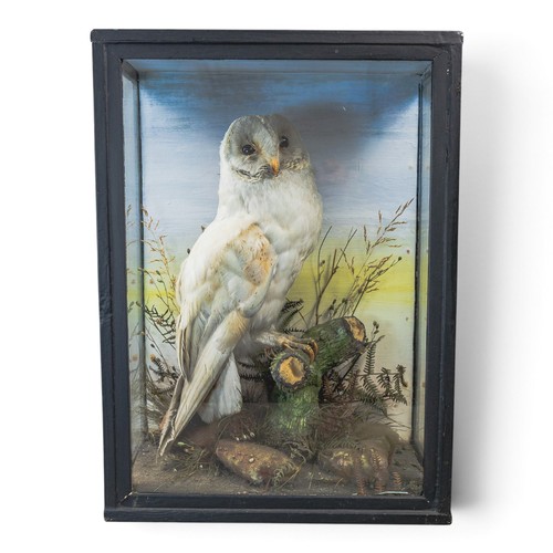 A taxidermy study, featuring a barn owl perched on a tree stump, cased ...