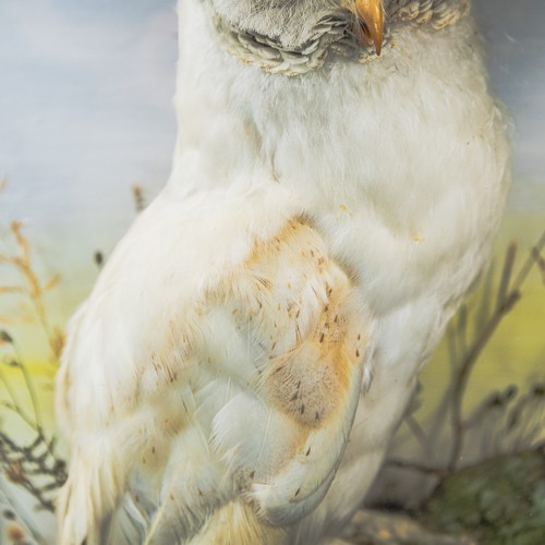 A taxidermy study, featuring a barn owl perched on a tree stump, cased ...