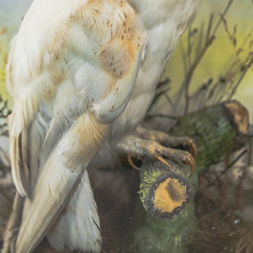A taxidermy study, featuring a barn owl perched on a tree stump, cased ...