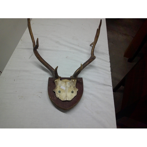 78 - Set of antlers 50cm X 50cm