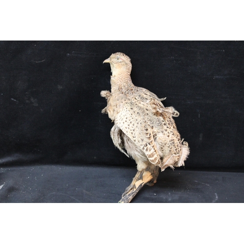 Lot 165       