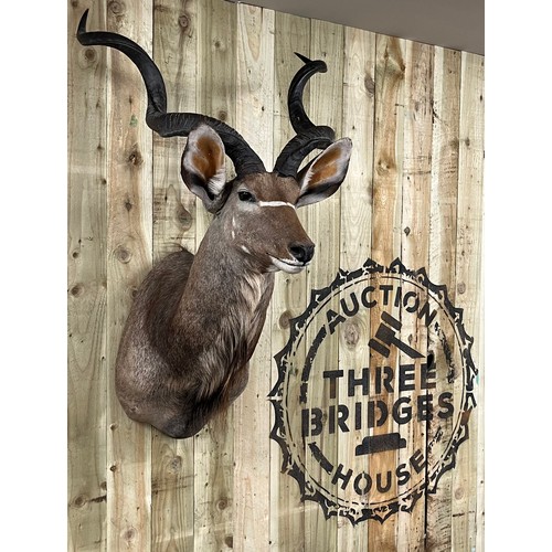 431 - Large antique Taxidermy Kudo [Antelope] head wall hanger. [132cm high]
