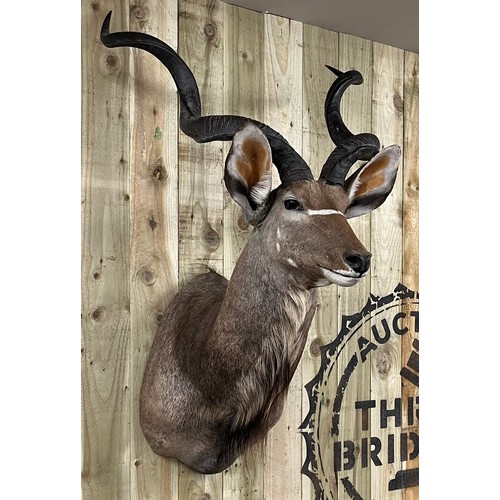 431 - Large antique Taxidermy Kudo [Antelope] head wall hanger. [132cm high]