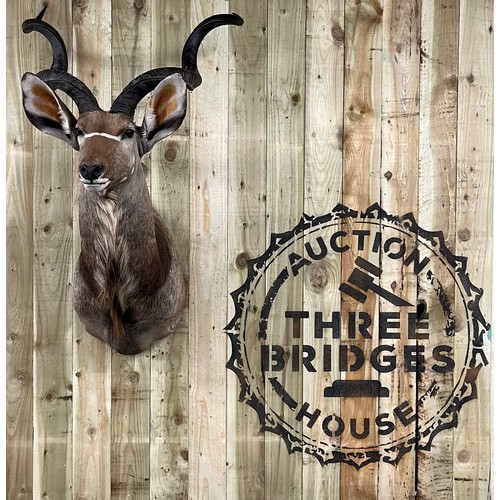 431 - Large antique Taxidermy Kudo [Antelope] head wall hanger. [132cm high]