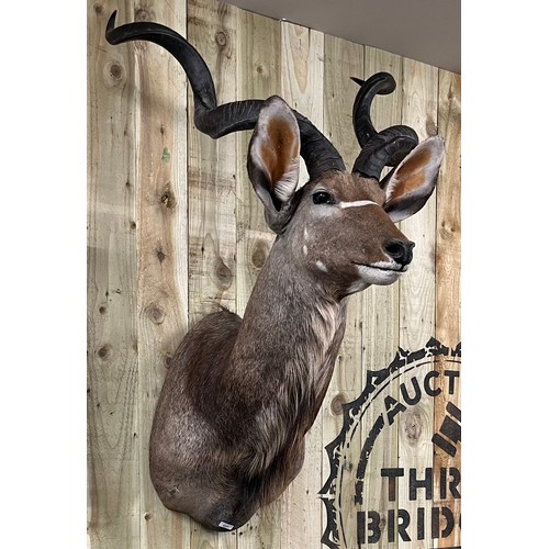 431 - Large antique Taxidermy Kudo [Antelope] head wall hanger. [132cm high]