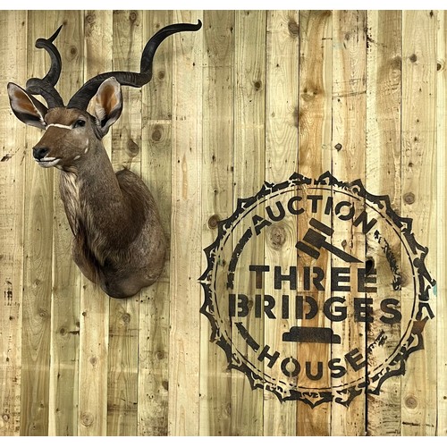 431 - Large antique Taxidermy Kudo [Antelope] head wall hanger. [132cm high]