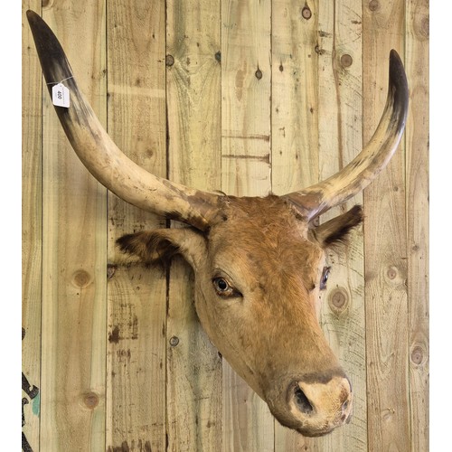 400 - 19th century taxidermy head of a longhorn cow. [84cm high]