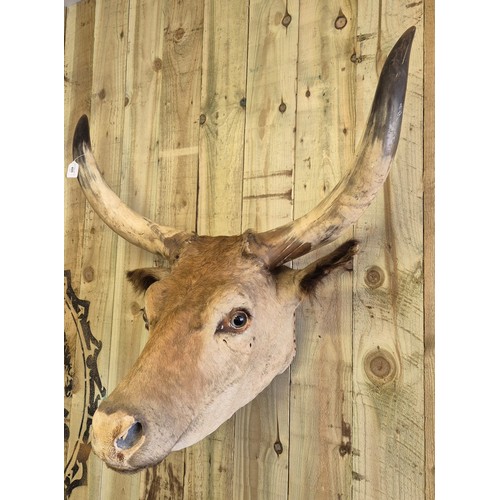 400 - 19th century taxidermy head of a longhorn cow. [84cm high]