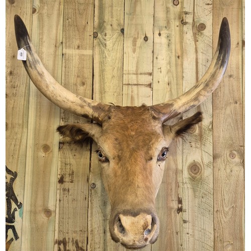 400 - 19th century taxidermy head of a longhorn cow. [84cm high]