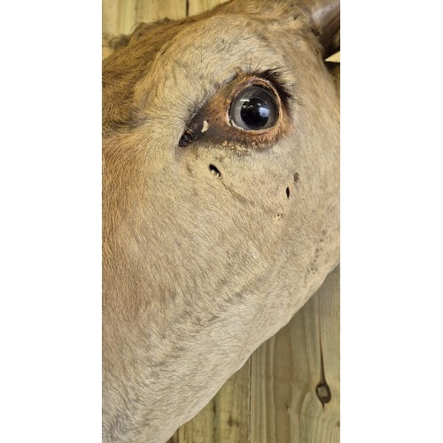 400 - 19th century taxidermy head of a longhorn cow. [84cm high]