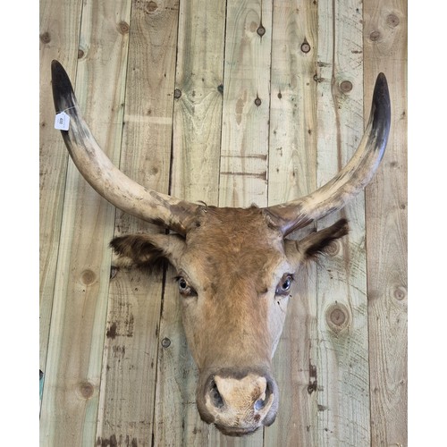 400 - 19th century taxidermy head of a longhorn cow. [84cm high]